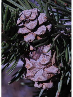 Pinus edulis (Colorado pinyon pine)