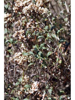 Eriogonum corymbosum (Crispleaf buckwheat)