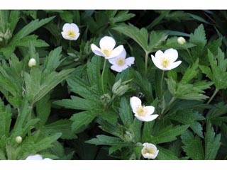 Anemone canadensis (Canadian anemone)