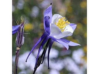 Aquilegia coerulea var. coerulea (Colorado blue columbine)