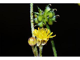 Ranunculus uncinatus (Woodland buttercup)