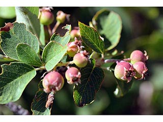 Amelanchier utahensis (Utah serviceberry)