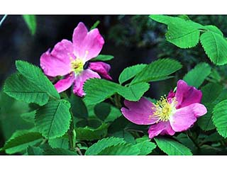 Rosa woodsii var. woodsii (Woods' rose)