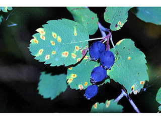 Amelanchier pumila (Dwarf serviceberry)