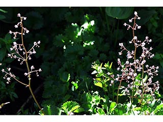 Saxifraga odontoloma (Brook saxifrage)