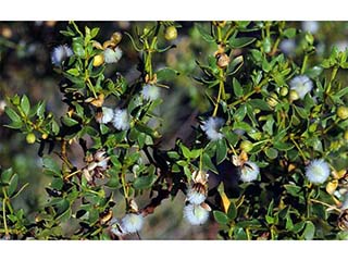 Larrea tridentata var. tridentata (Creosote bush)