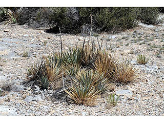 Yucca harrimaniae var. harrimaniae (Spanish bayonet)