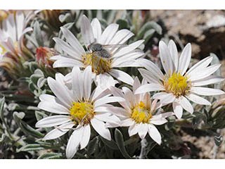 Townsendia scapigera (Tufted townsend daisy)
