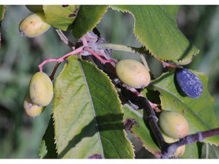 Viburnum lentago (Nannyberry)