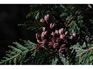 Thuja occidentalis (Arborvitae)