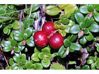 Vaccinium vitis-idaea ssp. minus (Northern mountain cranberry)