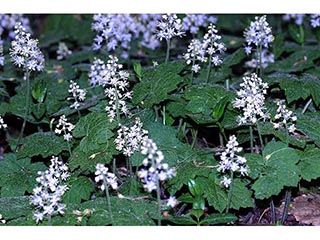 Tiarella cordifolia (Heartleaf foamflower)