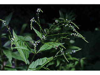 Verbena urticifolia var. urticifolia (White vervain)