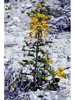 Cleomella hillmanii (Desert stinkweed)