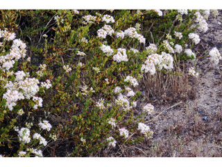 Eriogonum fasciculatum (Eastern mojave buckwheat)