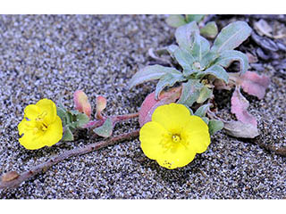 Camissonia cheiranthifolia ssp. cheiranthifolia (Beach suncup)