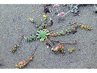 Camissonia cheiranthifolia (Beach suncup)
