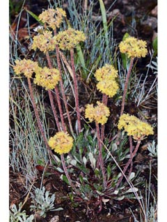 Eriogonum flavum var. piperi (Piper's golden buckwheat)