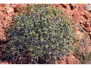 Eriogonum heermannii var. sulcatum (Heermann's grooved wild buckwheat)