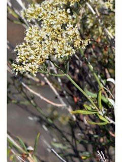 Eriogonum lancifolium (Lanceleaf buckwheat)