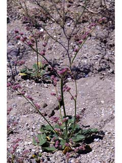 Eriogonum lemmonii (Volcanic buckwheat)