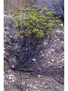 Eriogonum microthecum var. ambiguum (Slender buckwheat)