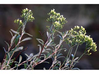 Eriogonum microthecum (Slender buckwheat)