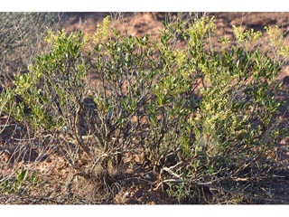 Eriogonum mortonianum (Fredonia buckwheat)