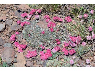 Eriogonum ovalifolium var. rubidum (Steens mountain cushion buckwheat)
