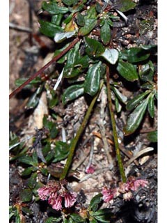 Eriogonum panguicense var. alpestre (Panguitch buckwheat)