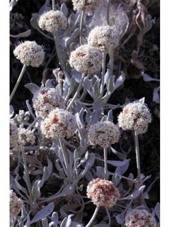 Eriogonum pauciflorum (Fewflower buckwheat)