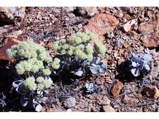 Eriogonum robustum (Granite buckwheat)