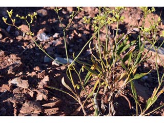Eriogonum thompsoniae var. atwoodii (Atwood's buckwheat)