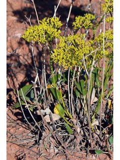 Eriogonum thompsoniae var. thompsoniae (Thompson's buckwheat)