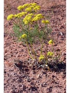 Eriogonum thompsoniae (Thompson's buckwheat)