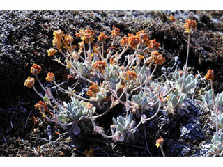 Eriogonum villosissimum (Acker rock wild buckwheat)