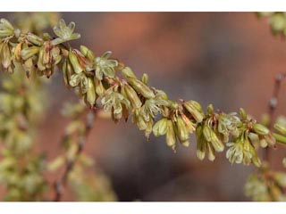 Eriogonum zionis (Zion buckwheat)