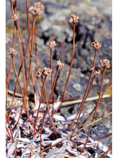 Eriogonum capistratum var. capistratum (Hidden buckwheat)