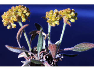 Eriogonum flavum (Alpine golden buckwheat)