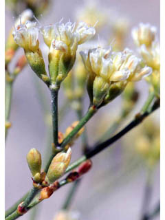 Eriogonum mitophyllum (Lost creek wild buckwheat)