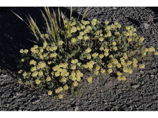 Eriogonum sphaerocephalum var. halimioides (Rock buckwheat)