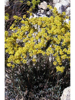 Eriogonum umbellatum var. subaridum (Sulphur-flower buckwheat)