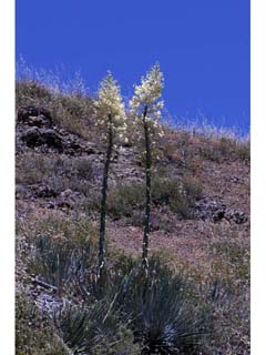 Hesperoyucca whipplei (Our lord's candle)