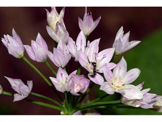 Allium unifolium (Oneleaf onion)