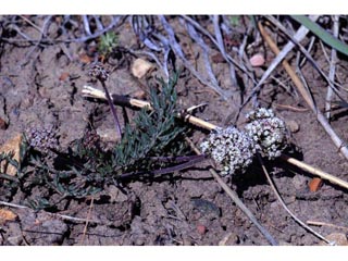 Lomatium orientale (Northern idaho biscuitroot)
