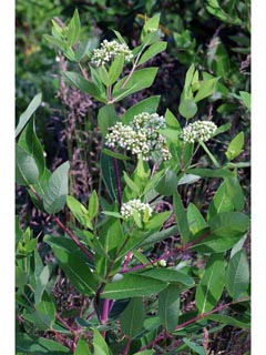 Apocynum cannabinum (Indian hemp)