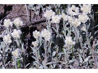 Antennaria parvifolia (Small-leaf pussytoes)