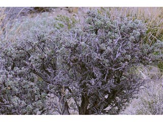 Artemisia tridentata ssp. tridentata (Basin big sagebrush)