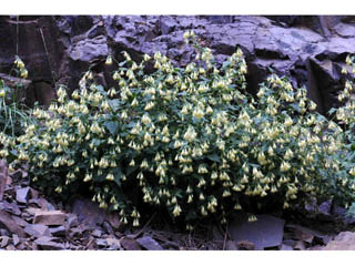 Brickellia grandiflora (Tasselflower brickellbush)