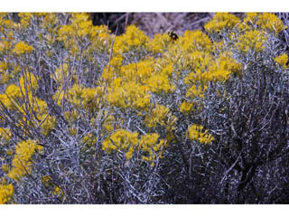 Ericameria nauseosa var. speciosa (Rubber rabbitbrush)